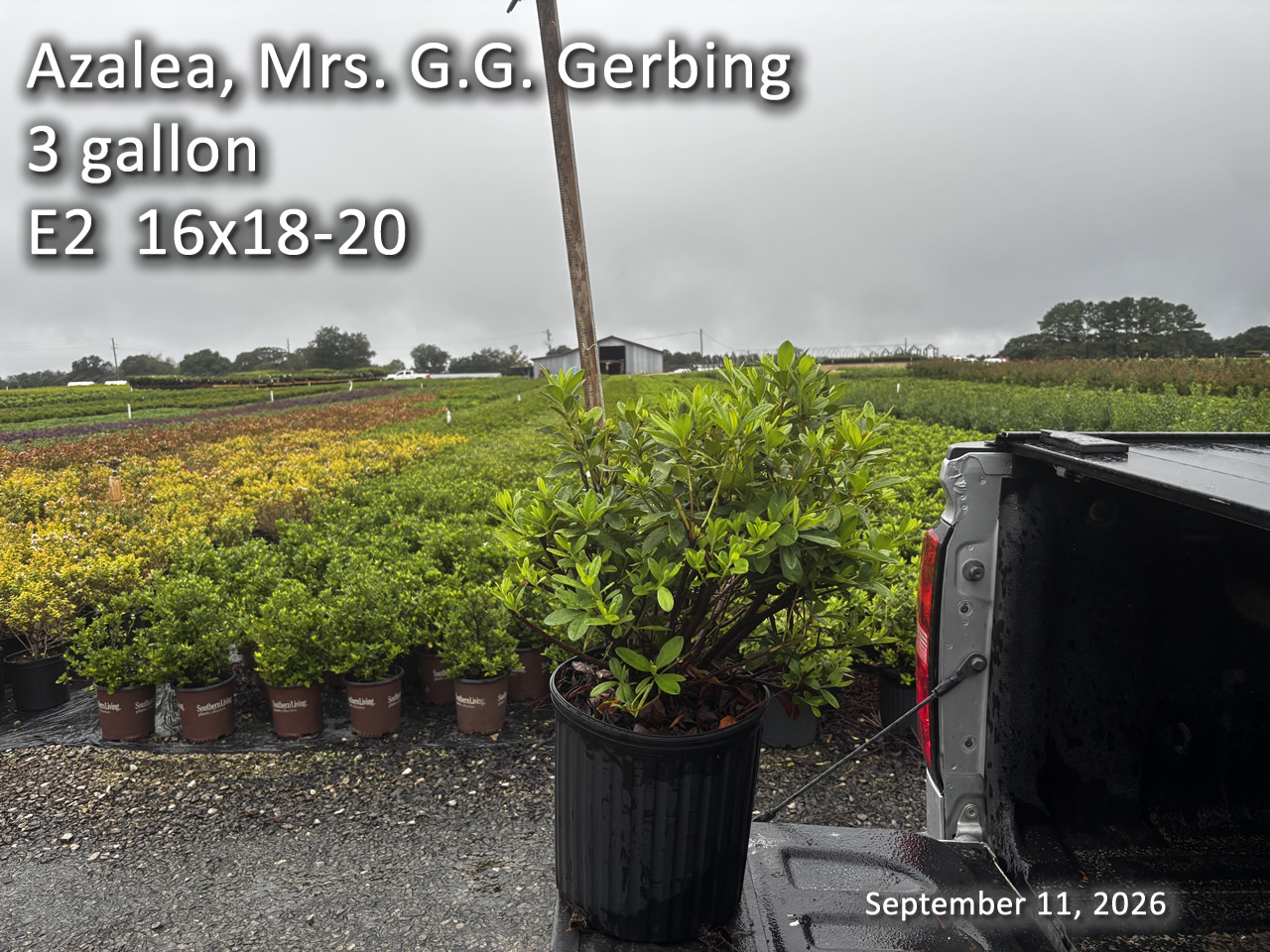 gallery/gg3 e2 sept11.jpg